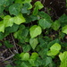 Hedera canariensis - Photo (c) wormsy, μερικά δικαιώματα διατηρούνται (CC BY-NC), uploaded by wormsy