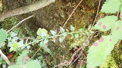 Prinsepia scandens