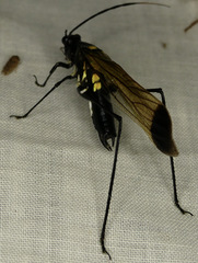 Aganacris nitida