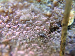 Mycoacia nothofagi image