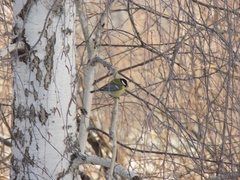 Parus major