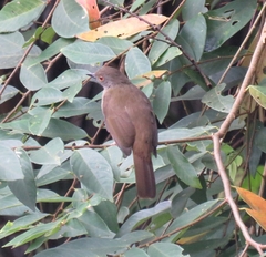 Rubigula erythropthalmos