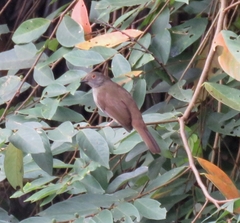 Rubigula erythropthalmos