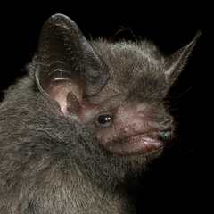 Peropteryx kappleri