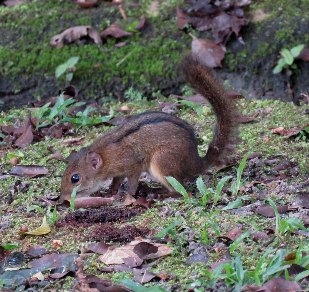 Asian Striped Ground Squirrels