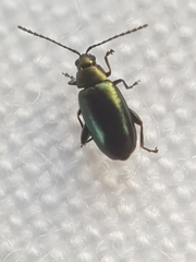 Phyllotreta nigripes