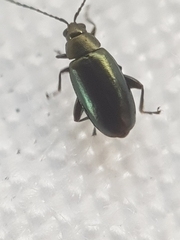 Phyllotreta nigripes