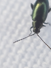 Phyllotreta nigripes