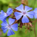 Plumbago - Photo (c) David Midgley, some rights reserved (CC BY-NC-ND)