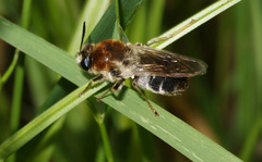 Stratiomys longicornis
