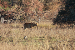 Alcelaphus buselaphus lichtensteinii