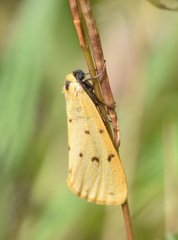 Setina irrorella