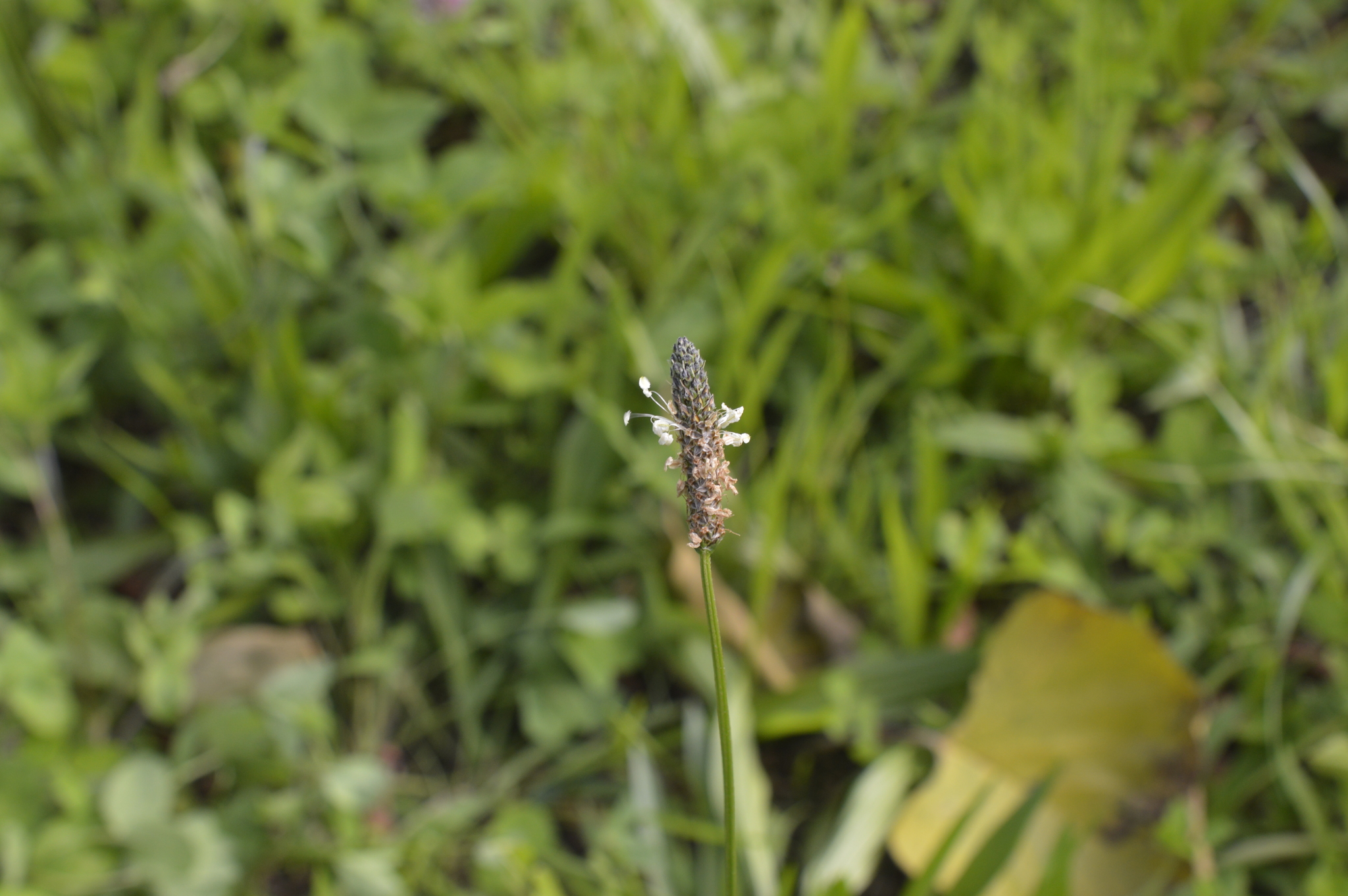 Plantago image