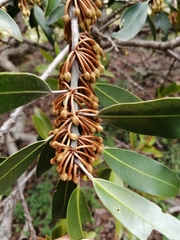 Mimusops zeyheri