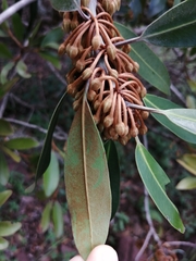 Mimusops zeyheri