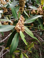 Mimusops zeyheri