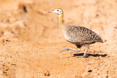 Rhynchotus rufescens