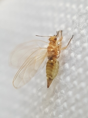 Trioza urticae