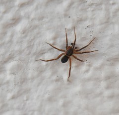 Scotina