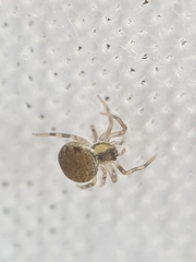 Paidiscura pallens