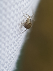 Paidiscura pallens