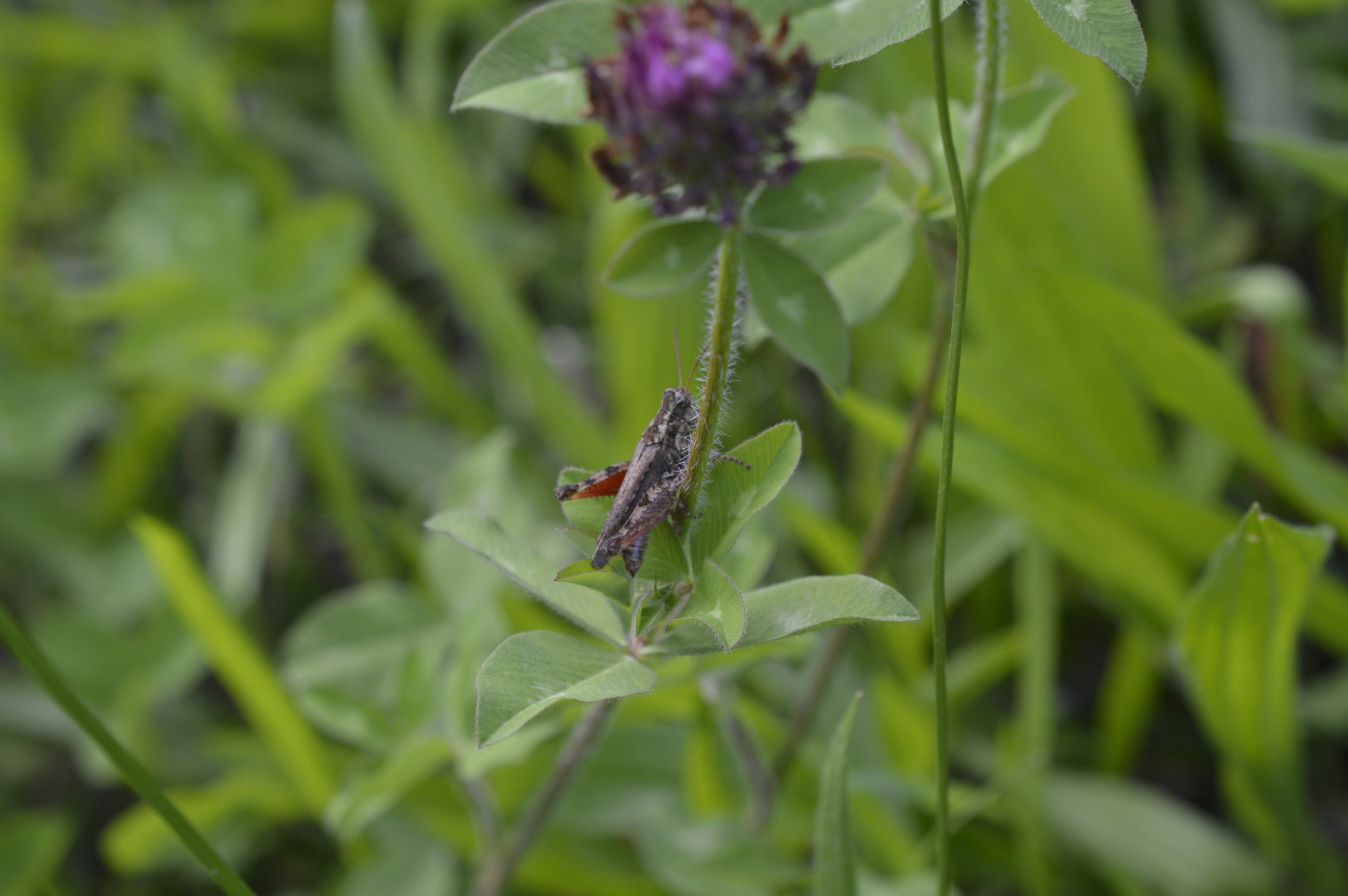 Baeacris punctulata image