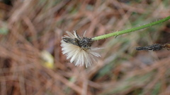 Picris hieracioides morrisonensis