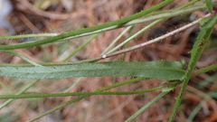 Picris hieracioides morrisonensis