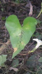 Ipomoea sagittifolia
