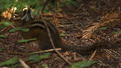 Neotamias ochrogenys