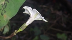 Ipomoea sagittifolia