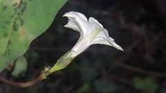 Ipomoea sagittifolia