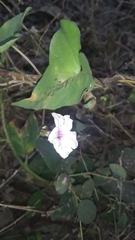 Ipomoea sagittifolia