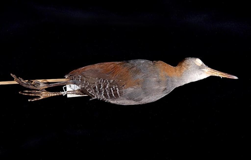 Snoring Rail