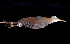Snoring Rail photo 1