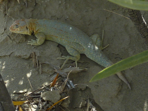 Fitzinger's Tree Iguana, Liolaemus fitzingerii