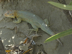 Fitzinger's Tree Iguana photo 5