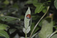 Cyrtonota
