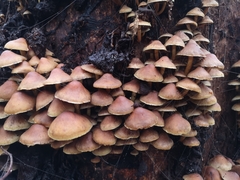 Hypholoma brunneum