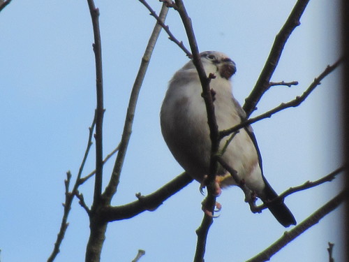 Eurasian Bullfinch (Pyrrhula pyrrhula), photo 7