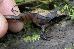 Pristimantis thectopternus