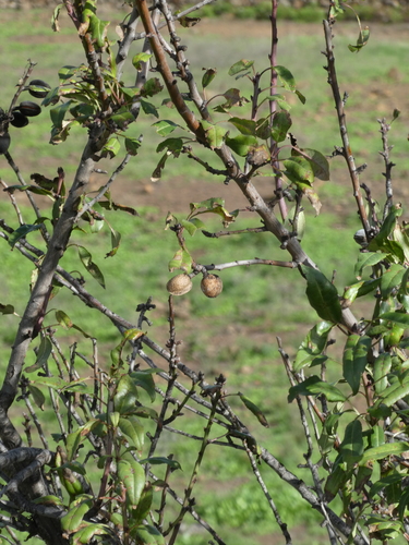 Rosaceae image