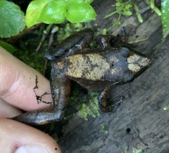 Pristimantis thectopternus