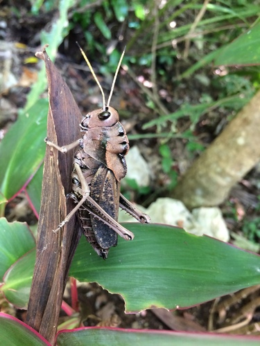 Romalea obscura