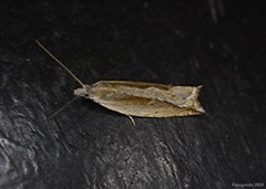 Ancylis goodelliana