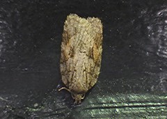 Acleris ptychogrammos