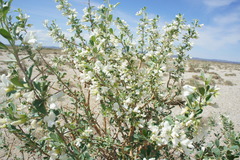 Halimodendron halodendron