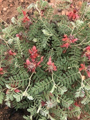Indigofera oxytropis