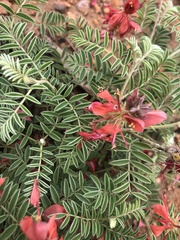 Indigofera oxytropis