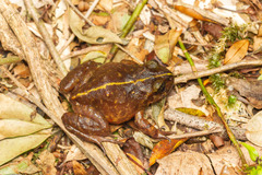 Eupsophus emiliopugini